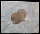 Fossil Leaf (Zizyphoides flabellum) - Montana #52243-1